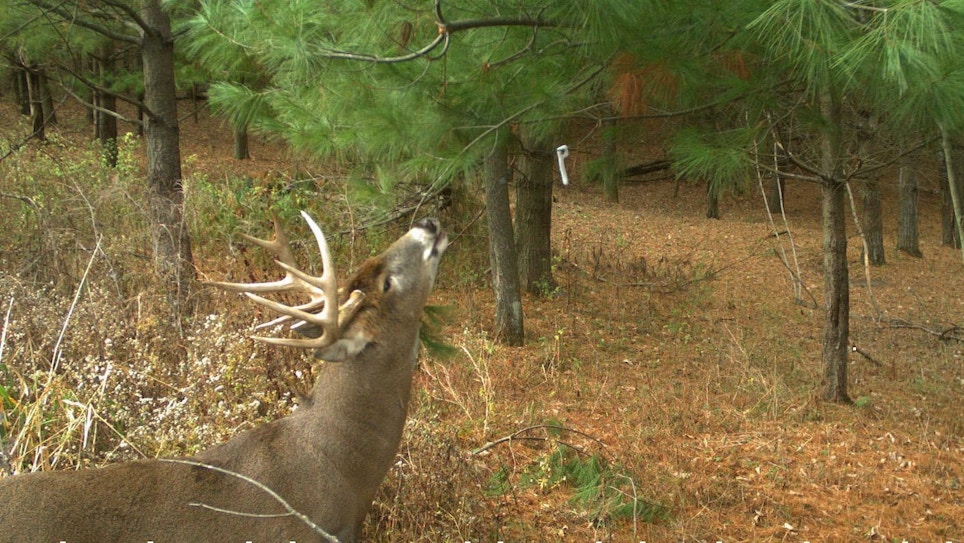 Deer Protection Program Transitioning From ATA to the Responsible Hunting Scent Association