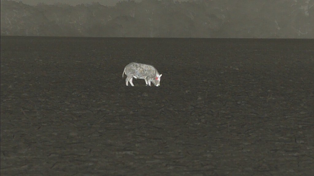 A wild hog seen through a thermal  scope with a 640x512 sensor. Thermal image provided by InfiRay Outdoor.