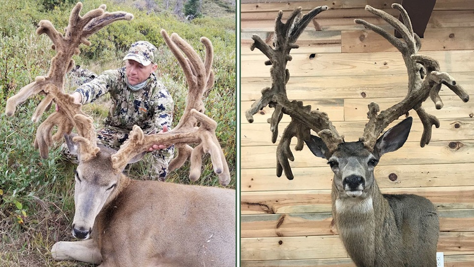 P&Y Club to Consider Potential Velvet World Record Non-Typical Mule Deer