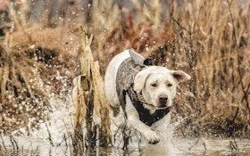Profitable Hunting Dog Gear to Stock
