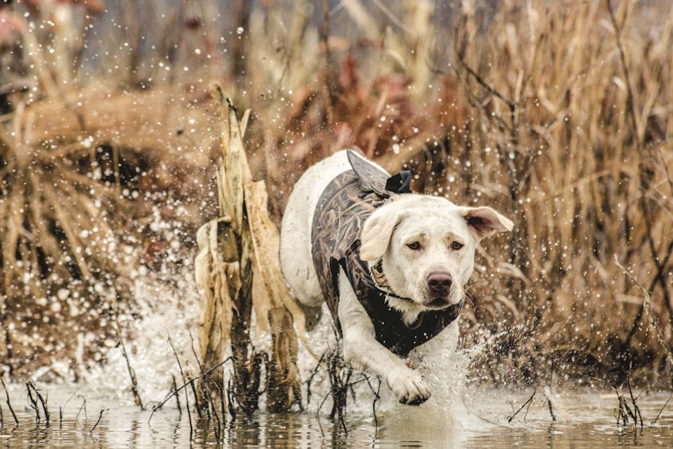 Profitable Hunting Dog Gear to Stock