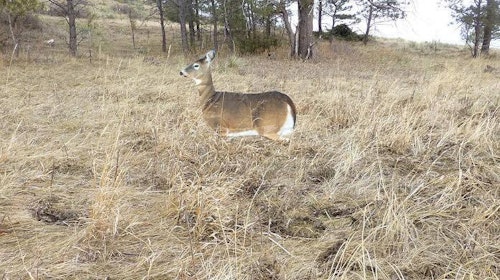 In the author’s experience, a two-dimensional Montana Decoy works as well as a 3-D decoy. When a deer circles the fake, it immediately sees the other printed side. Deer don’t seem to be alerted by the fact it is only 2-D.