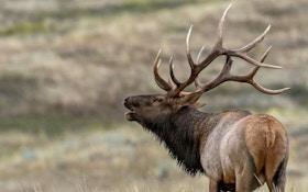 Arizona Elk Tag Sells for $240,000 During Live Auction