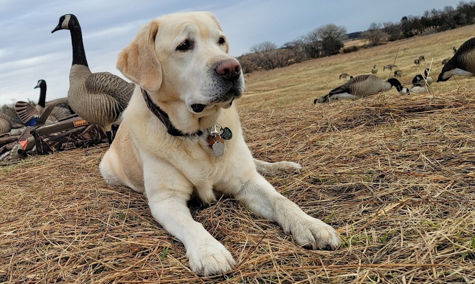 15 Hunting Dog Products to Retrieve More Sales