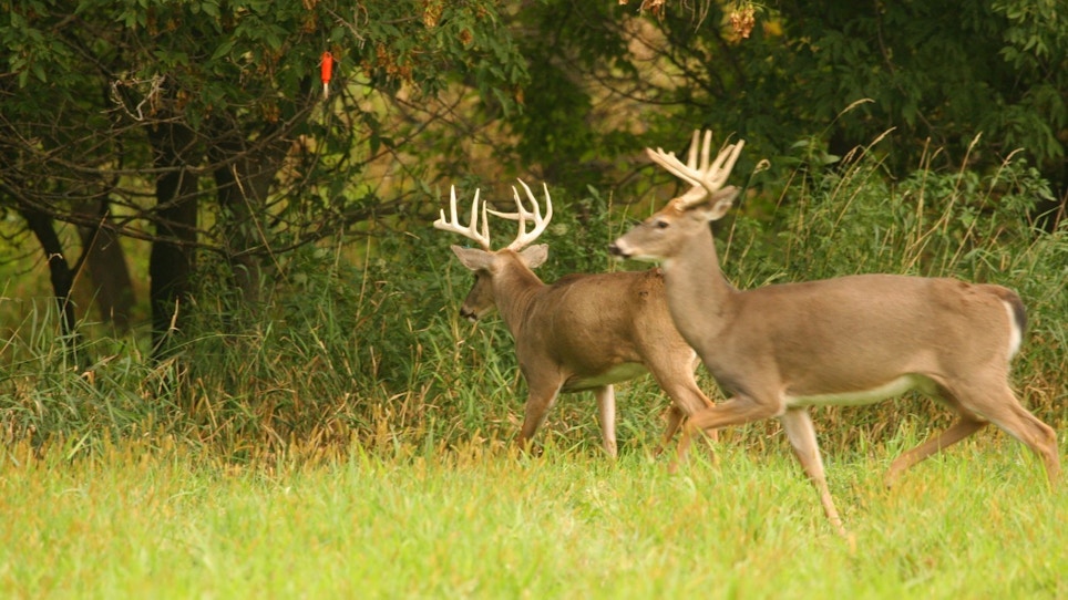 CWD and the Scent Industry