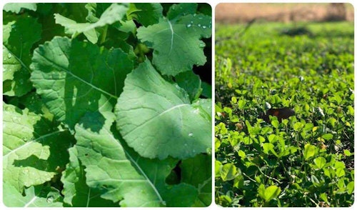 Whitetail hunters will primarily be interested in planting brassicas (left) and clover (right).